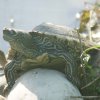 Schildkroeten